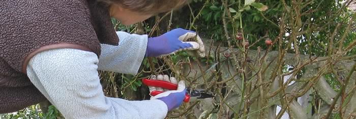 Professional garden maintenance