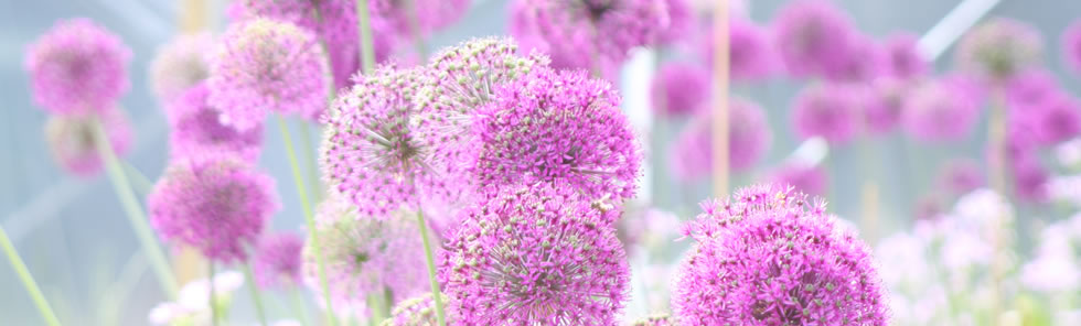 Gorgeous garden designs