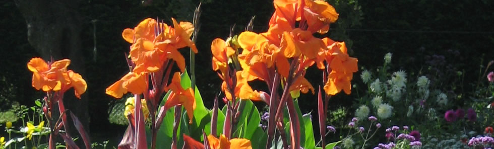 Professional garden designer