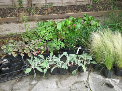 Seedlings